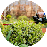 Hedge Trimmers