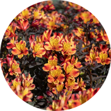 Perennials