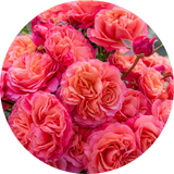 Roses Bushes
