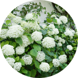 Hydrangeas