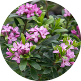 Evergreen Shrubs