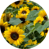 Sunflower Seeds