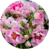 Floribunda Roses