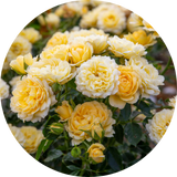 Hybrid Tea Roses