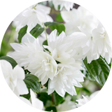 Philadelphus