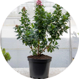 Large Potted Shrubs