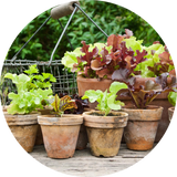 Salad Seeds