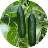 Cucumber Seeds