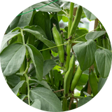 Pea & Beans