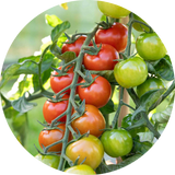 Tomatoes