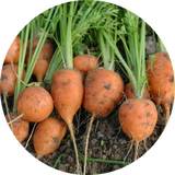 Rootveg Seeds