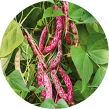 Disease Resistant
