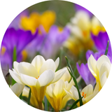 Crocus