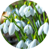 Snowdrops