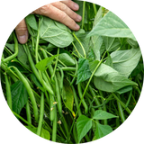 French Bean