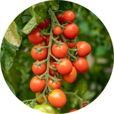 Tomatoes
