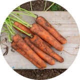 Carrot