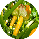 Courgette