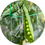 Peas