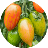 Tomato Seeds