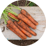 Carrot Seeds