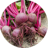 Beetroot Seeds