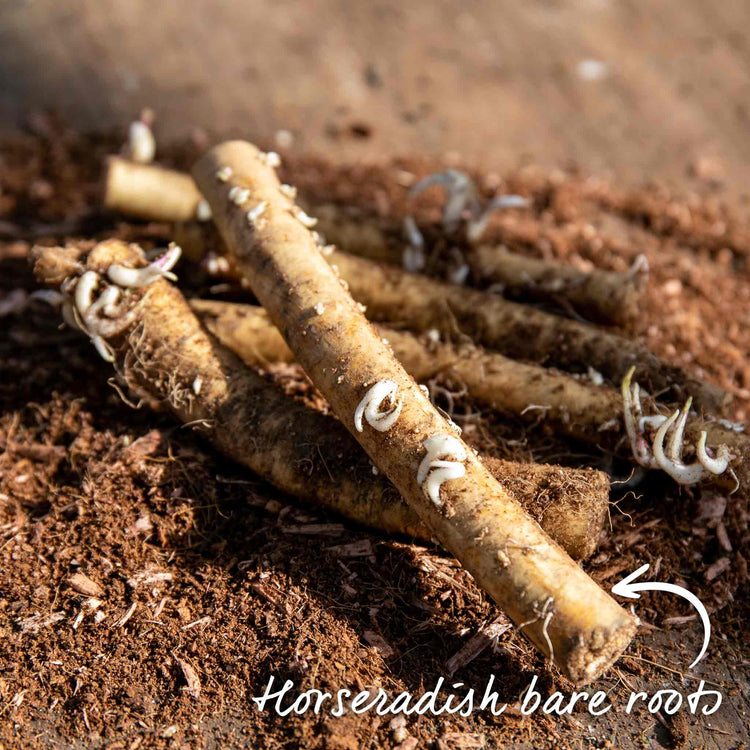 Horseradish Bare Roots