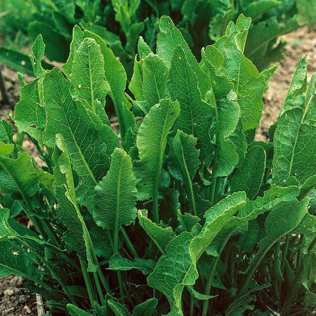 Horseradish Bare Roots