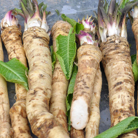 Horseradish Bare Roots