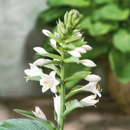 Hosta Slug Resistant Collection