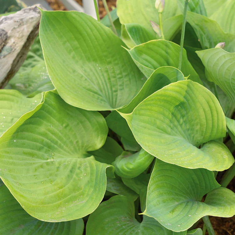 Hosta Slug Resistant Collection