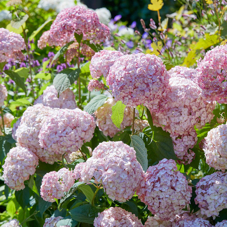 Hydrangea 'Candybelle Bubblegum'