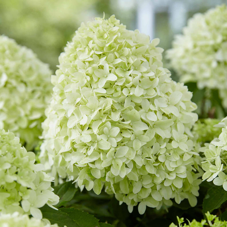 Hydrangea pan. 'Little Spooky'