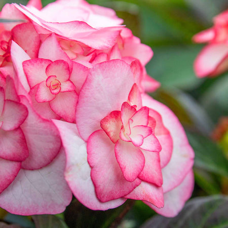 Hydrangea macrophylla 'Miss Saori'