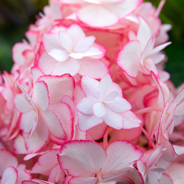 Hydrangea macrophylla 'Miss Saori'