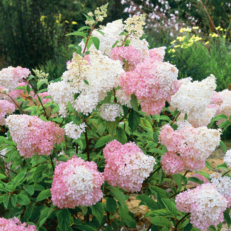 Hydrangea paniculata 'Vanille-Fraise'