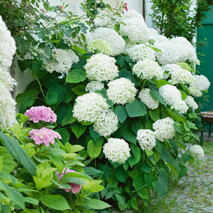 Hydrangea 'Annabelle'