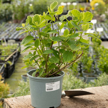 Hydrangea arb. 'Candybelle® Marshmallow'