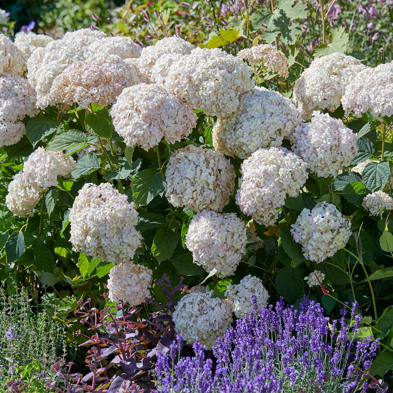 Hydrangea arb. 'Candybelle® Marshmallow'