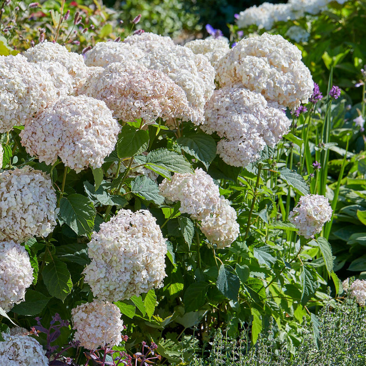 Hydrangea arb. 'Candybelle® Marshmallow'