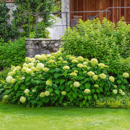 Hydrangea 'Annabelle'