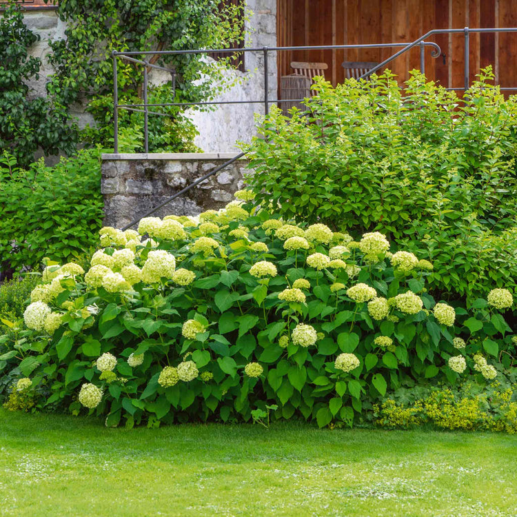 Hydrangea 'Annabelle'