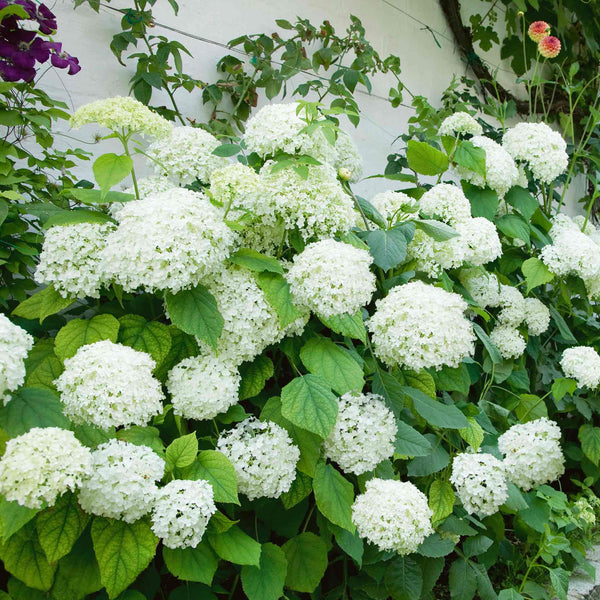 Hydrangea 'Annabelle'