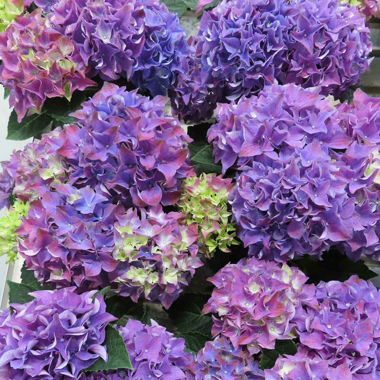 Hydrangea 'Mophead' Collection