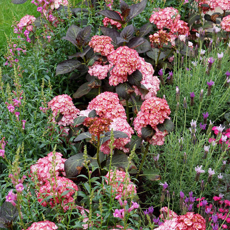 Hydrangea macrophylla 'Miss Saori'