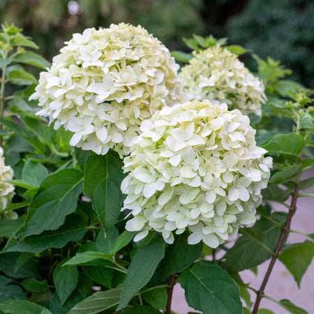 Hydrangea pan. 'Little Spooky'