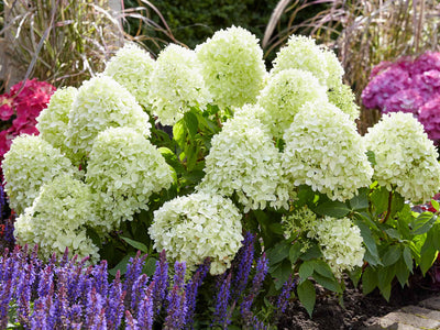Hydrangea paniculata 'Little Spooky' covered in compact, creamy-white conical flower heads, growing in a garden border with purple salvia.