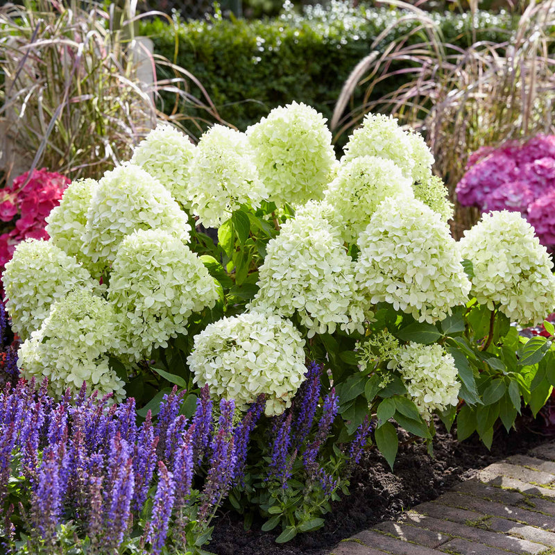 Hydrangea pan. 'Little Spooky'