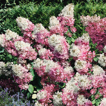 Hydrangea paniculata 'Vanille-Fraise'