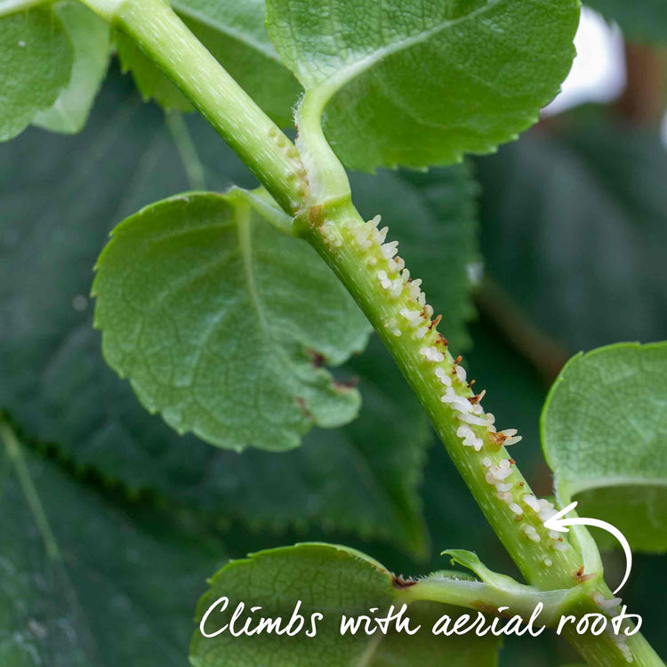 Climbing Hydrangea 'Petiolaris'